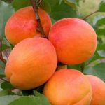 10112020115459 Malatya Kayisi 150x150