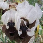 Iris Iberica Ssp. Elegantissima 06 5 Schoen 640 1 150x150